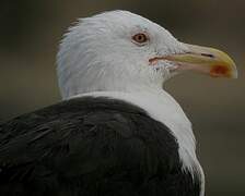 Great Black-backed Gull