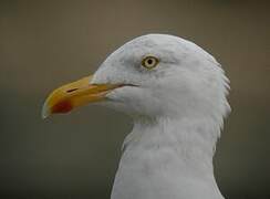 Great Black-backed Gull