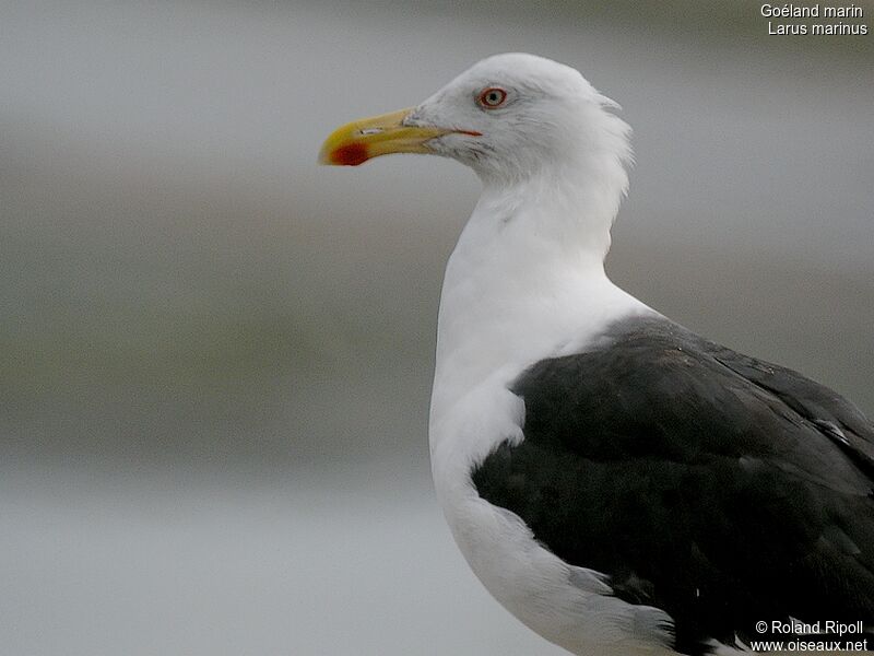 Great Black-backed Gull