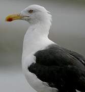 Great Black-backed Gull