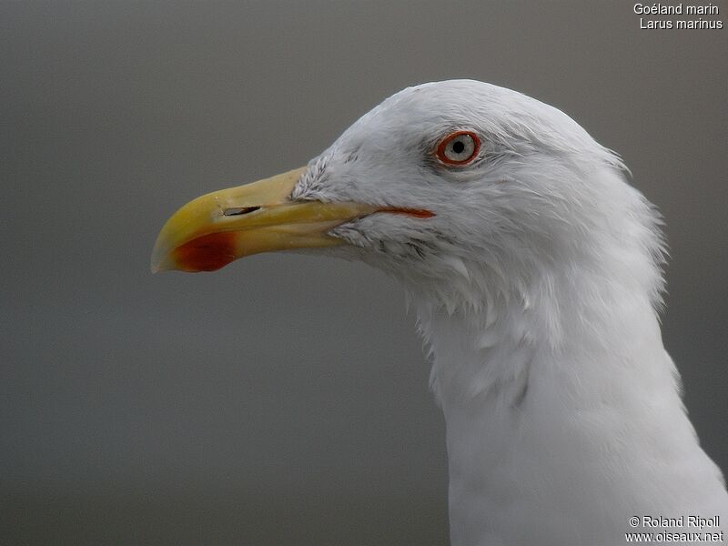 Great Black-backed Gull