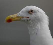 Great Black-backed Gull