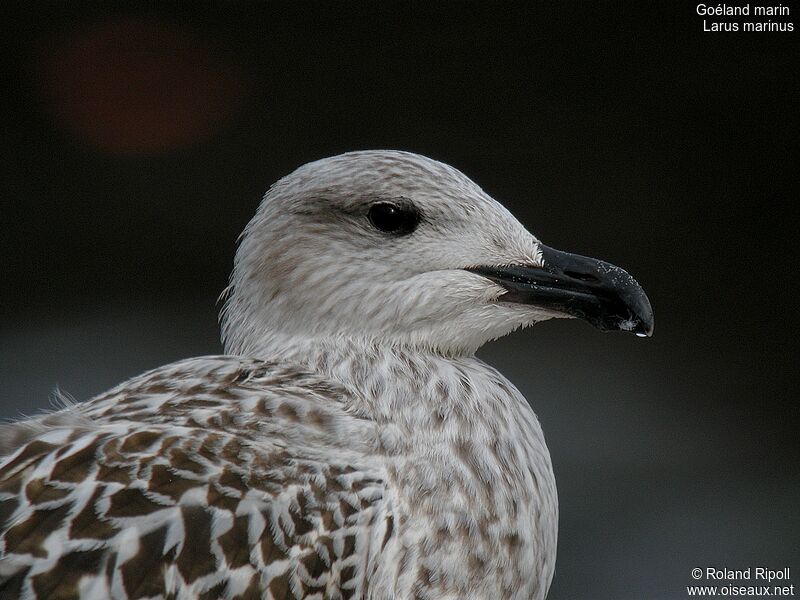 Great Black-backed Gulljuvenile