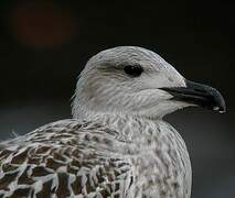 Great Black-backed Gull