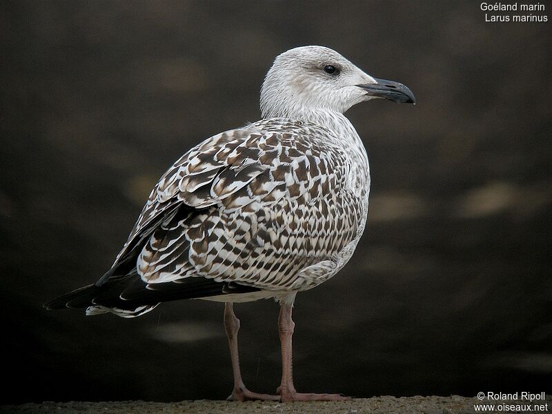 Great Black-backed Gulljuvenile