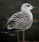 Great Black-backed Gull