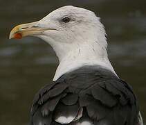 Great Black-backed Gull