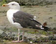 Great Black-backed Gull