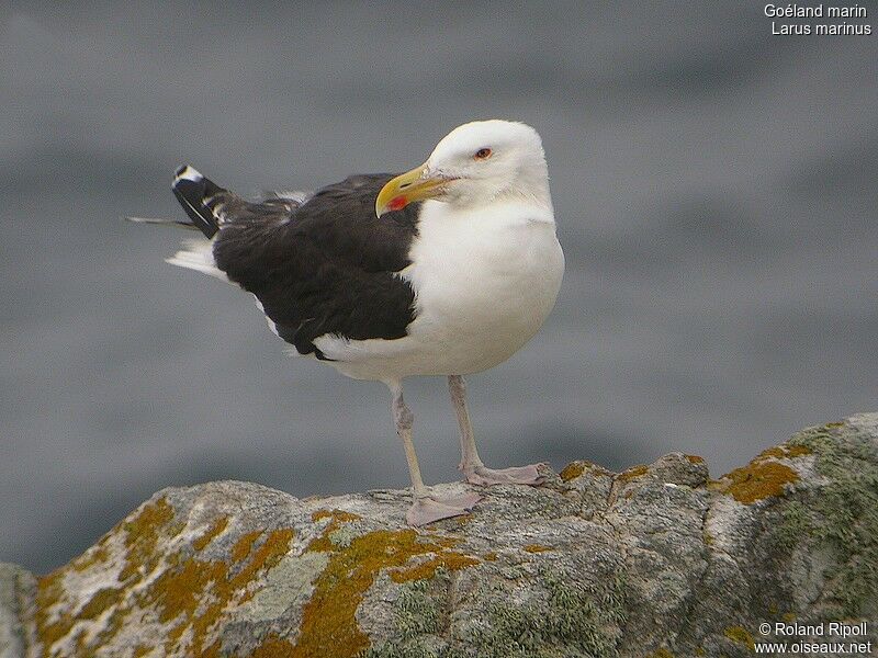 Great Black-backed Gulladult breeding