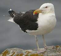 Great Black-backed Gull