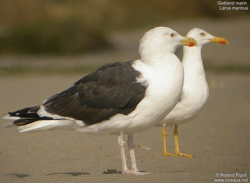 Great Black-backed Gulladult breeding, identification