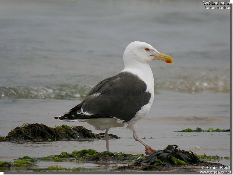 Great Black-backed Gulladult