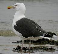 Great Black-backed Gull