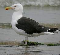 Great Black-backed Gull