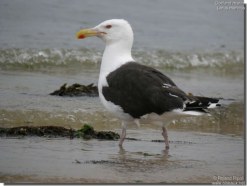 Great Black-backed Gulladult