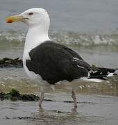 Great Black-backed Gull