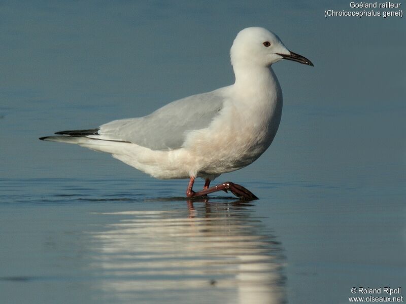 Slender-billed Gulladult