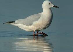 Slender-billed Gull