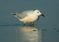 Slender-billed Gull