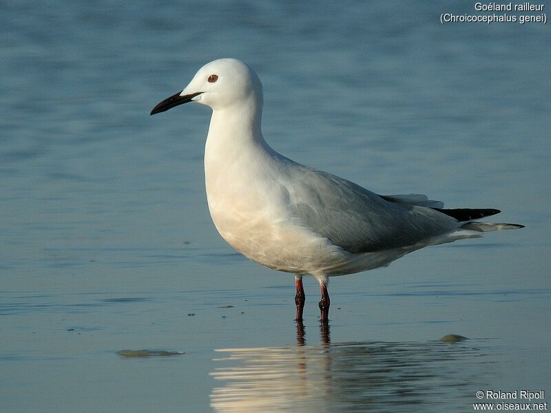 Slender-billed Gulladult