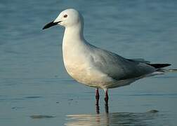 Slender-billed Gull