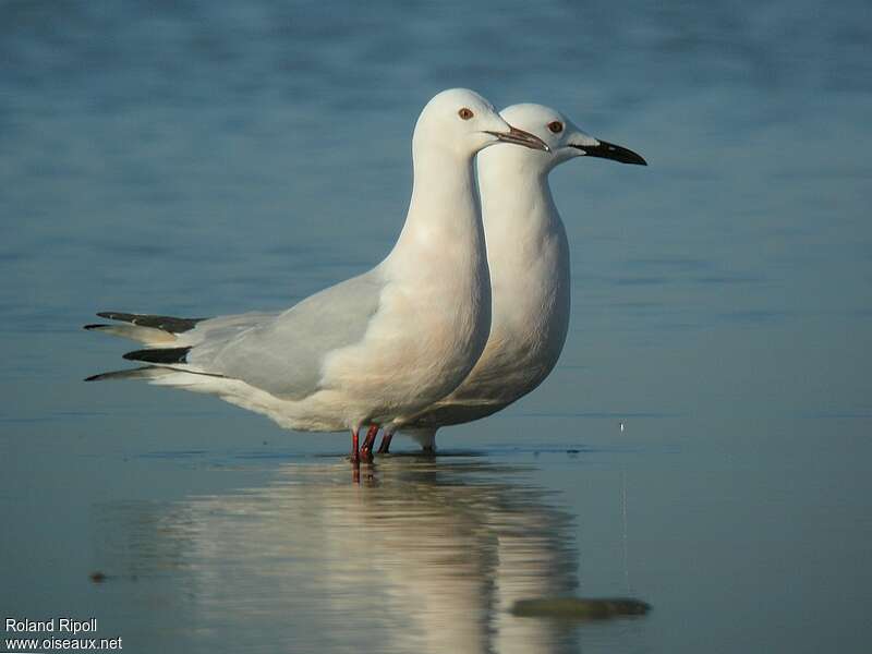 Slender-billed Gulladult breeding