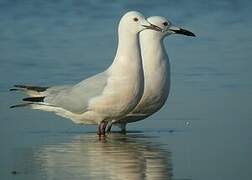 Slender-billed Gull