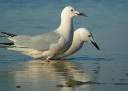 Slender-billed Gull