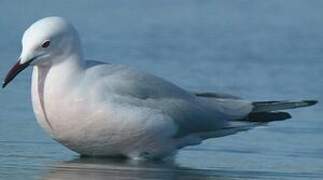 Slender-billed Gull