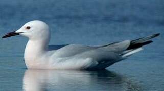 Slender-billed Gull