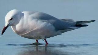 Slender-billed Gull