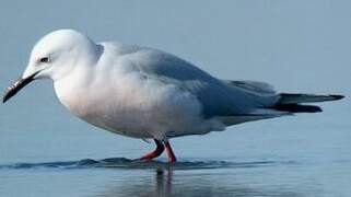 Slender-billed Gull