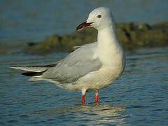 Slender-billed Gull