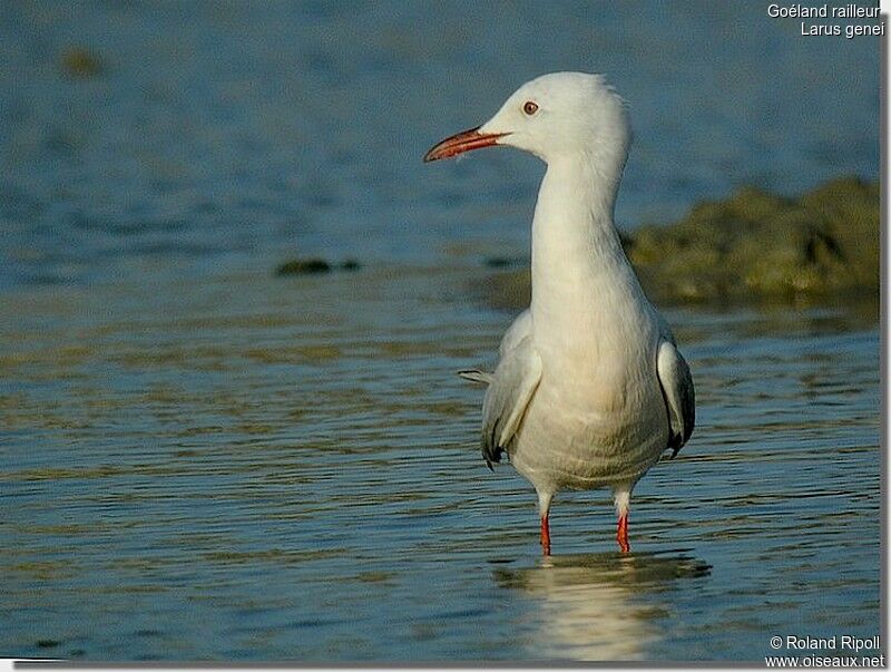 Slender-billed Gulladult