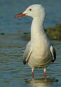 Slender-billed Gull