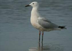 Slender-billed Gull