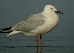 Slender-billed Gull