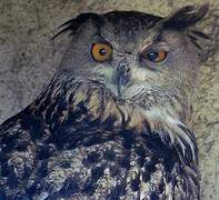 Eurasian Eagle-Owl