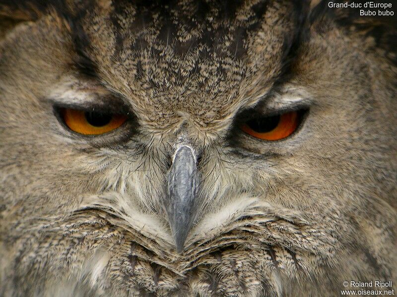 Eurasian Eagle-Owl