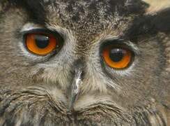 Eurasian Eagle-Owl