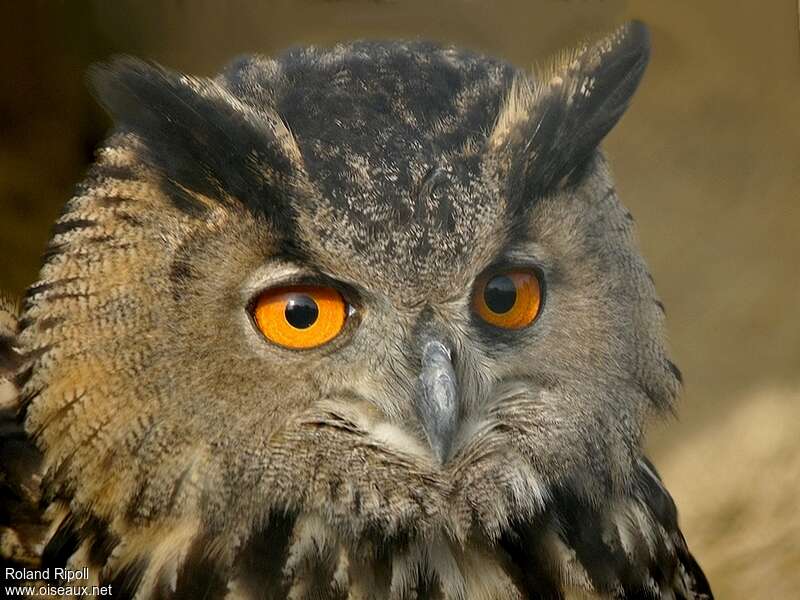 Eurasian Eagle-Owl, close-up portrait