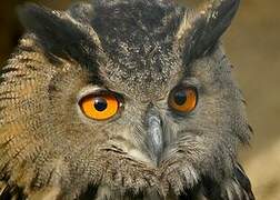 Eurasian Eagle-Owl