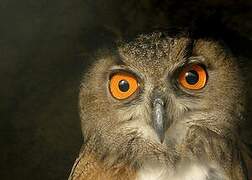 Eurasian Eagle-Owl