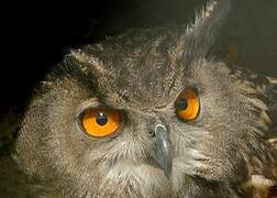 Eurasian Eagle-Owl