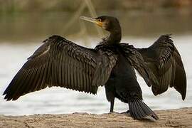 Great Cormorant