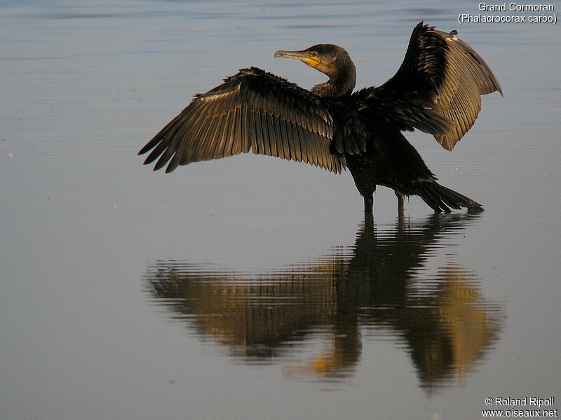 Grand Cormoranadulte