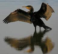 Great Cormorant