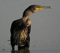 Great Cormorant