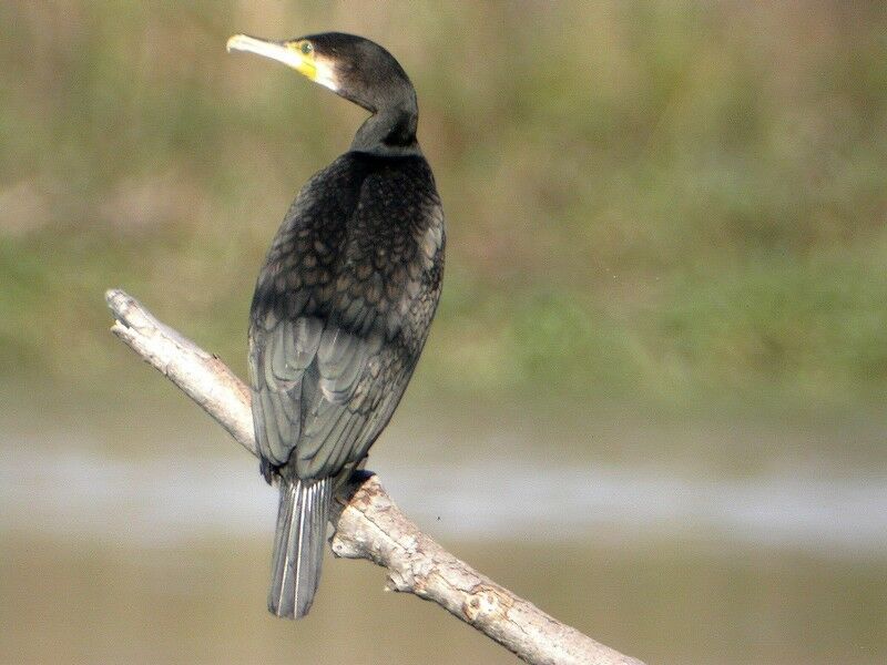 Great Cormorant