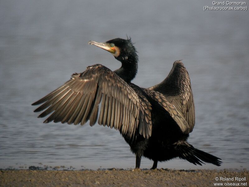 Grand Cormoranadulte